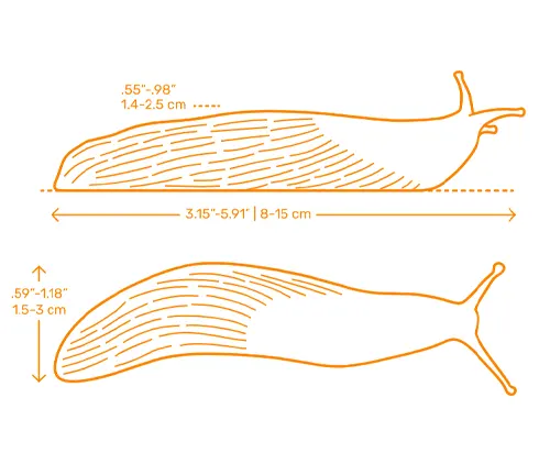 Illustration of a "Black Slug" with a snail, showcasing the size difference between the two creatures.