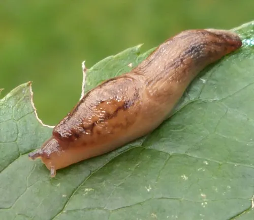 A "Greenhouse Slug" perched on a leaf.