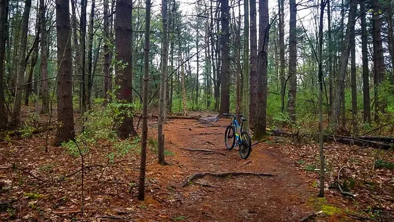 A mountain bike stands alone on a forest trail covered with fallen leaves, surrounded by tall, slender trees.
