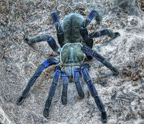 A cobalt blue tarantula with black legs and blue markings.