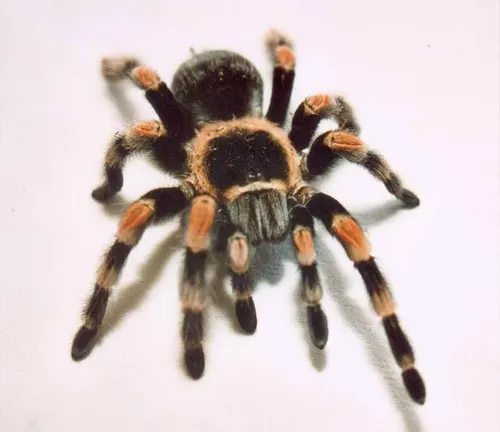 A Mexican Red Knee Tarantula, a tarantula spider with distinct coloration, on a white surface.