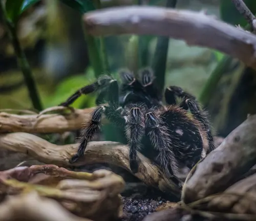 A Salmon Pink Birdeater Tarantula perched on a branch in its enclosure.