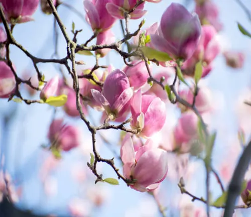 Soft focus on pink magnolia flowers against a blue sky.
