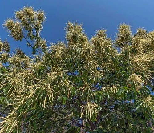 Tree with green seed pods against a blue sky.
