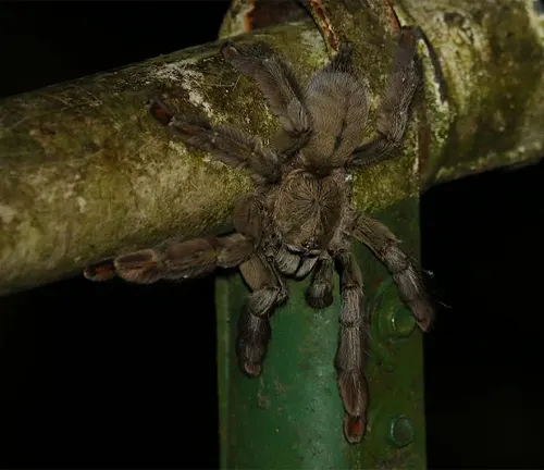 A Pink Toe Tarantula perched on a metal pole in its habitat.