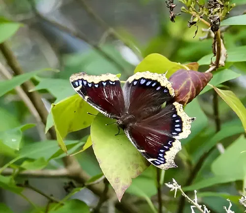 A close-up image of a Mourning Cloak Butterfly resting on a tree branch in a forest.