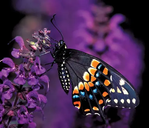 A Black Swallowtail Butterfly perched on purple flowers, showcasing its striking black and orange coloration.