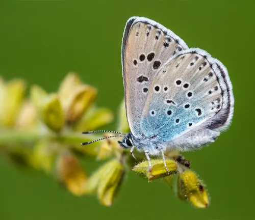 "Close-up of a Large Blue Butterfly perched on a flower in its native habitat."