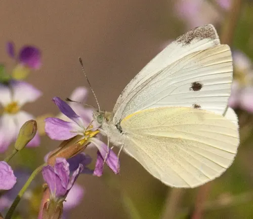 A close-up image of a Large White Butterfly with its wings spread, showcasing its vibrant white color and intricate black markings.