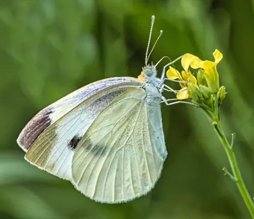 A close-up image of a Cabbage White Butterfly resting on a green leaf in its natural habitat.