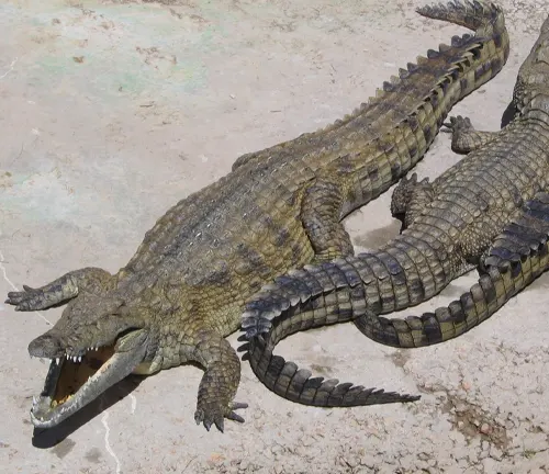 Two Nile crocodiles resting on the ground, showcasing their large size and distinct Nile Crocodile coloration.