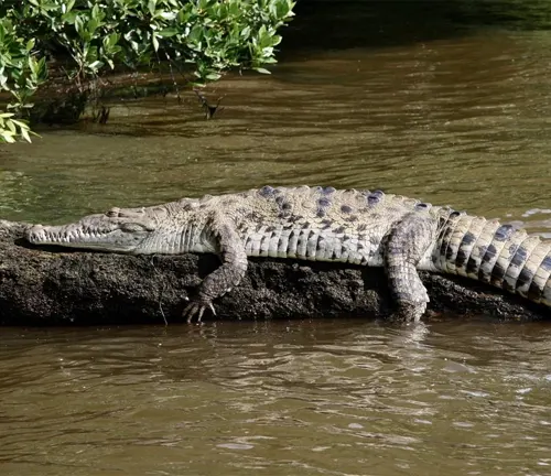 A large American crocodile resting on a log in the water.