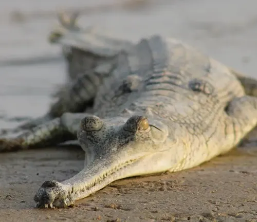 Unique body features of a Gharial Crocodile include long, narrow snout, sharp teeth, and a slender body with armored scales.