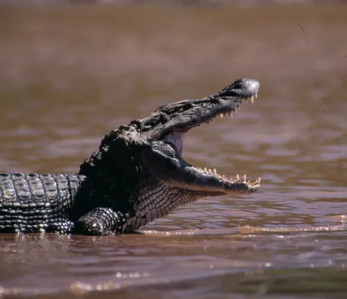 A black caiman crocodile resting on the sandy shore next to the water.