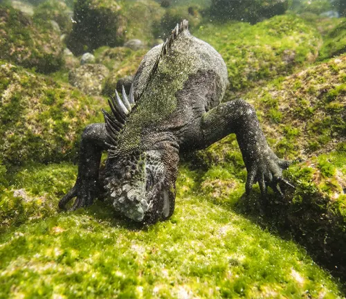 A marine iguana blending into rocky shore, its dark skin camouflaging with surroundings to avoid predators.