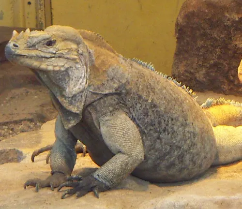 An iguana perched on a rock in an enclosure. Size and Weight: "Rhinoceros Iguana".