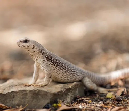 A Desert Iguana perches on a rock, showcasing a small lizard in its natural habitat.