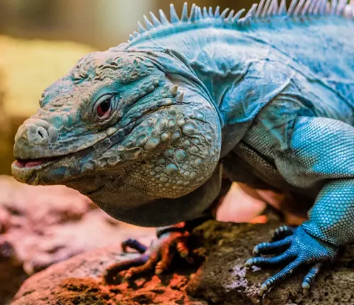 A blue iguana with spiky scales and a long tail, blending into its rocky habitat.