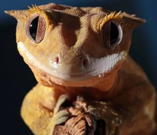 A close up of a crested gecko with big eyes, showcasing its unique coloration and patterns.