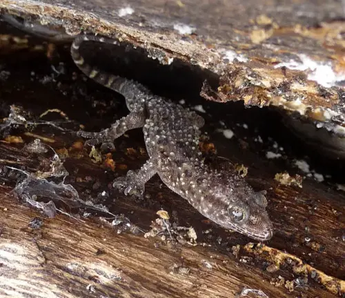 A House Gecko perched on a log in its natural habitat.
