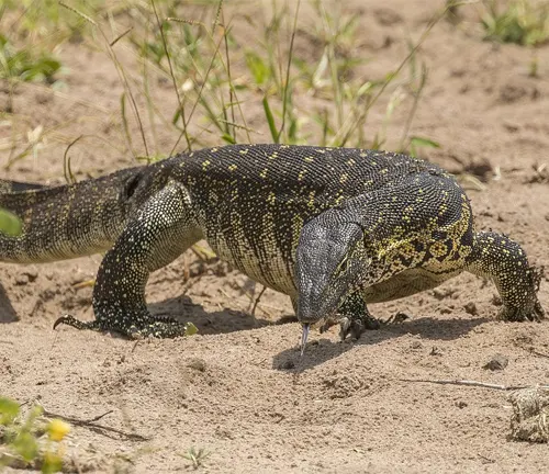 A Nile Monitor Lizard walking on sandy ground.