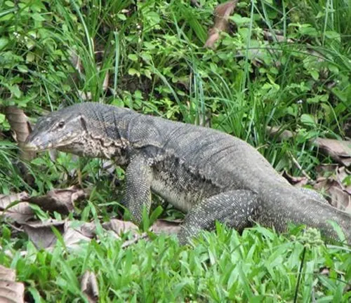 A monitor lizard walking through grass in its natural habitat, the Asian Water Monitor's habitat.