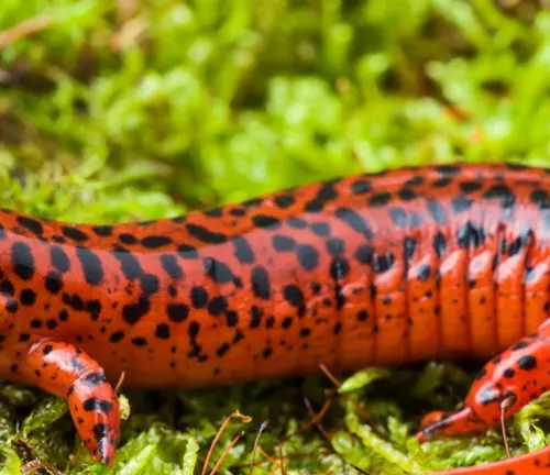 Close-up of a red salamander with black spots on green moss.