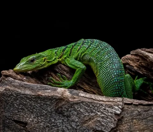 A green lizard, known as an Emerald Tree Monitor, perches on a log.