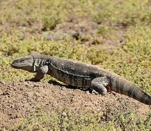 A "Rock Monitor" lizard walking on desert ground.