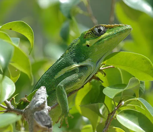 Knight Anole Lizard perched on a branch, displaying vibrant green coloration and a long tail.
