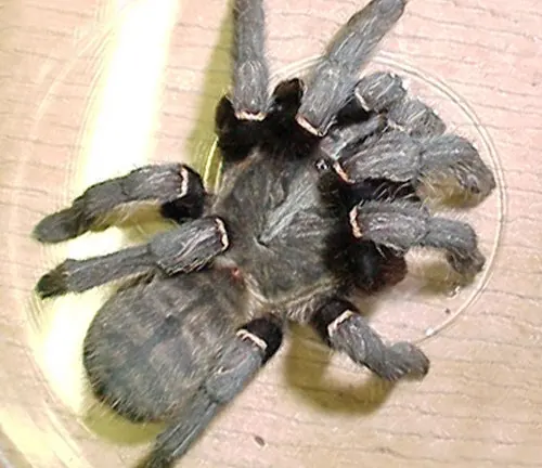A Chinese Giant Earth Tiger Tarantula with striking black and white legs.