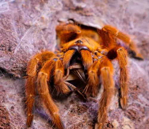 A large, vibrant tarantula with bright orange coloring and a distinctive appearance.