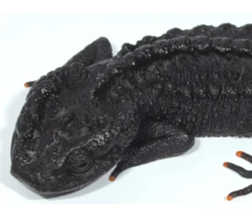 Close-up of Ziegler's crocodile newt head with detailed skin texture.