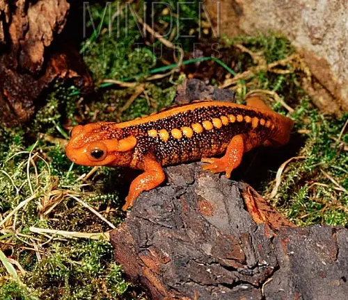 A vibrant orange Taliang Knobby Newt with a patterned back on a log.