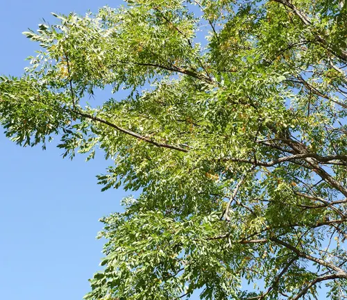 Legumes Tree - Tree branch with feathery green leaves against a blue sky.