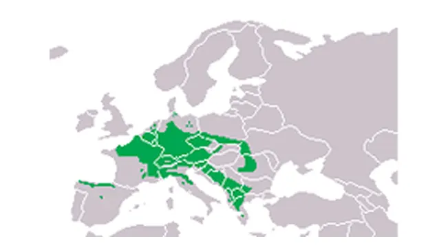 Map showing the distribution of the Alpine Newt in Europe, highlighted in green.