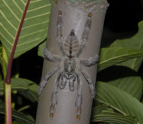 A Trinidad Chevron Tarantula perched on a tree branch in its natural habitat.
