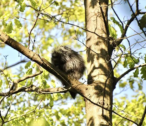 A North American Porcupine with long hair sitting in the grass, blending into its natural habitat.