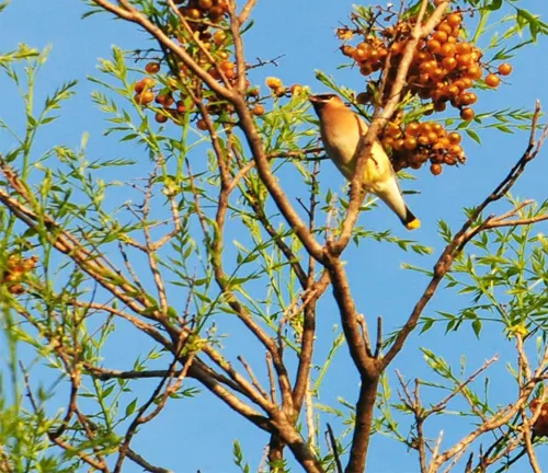 Soapberry Tree - A bird perched on a branch among berries against a clear blue sky