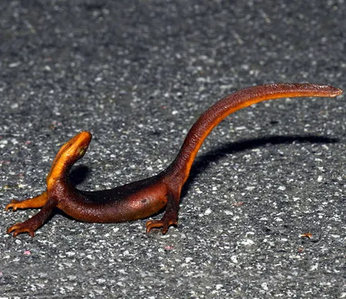 A dark brown California Newt crossing a rough asphalt surface, with its tail slightly raised.