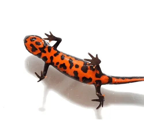 A vibrant orange Chinese Fire Belly Newt with black spots, on a white background.