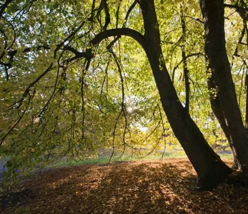 Sunlight filters through the branches of a tree with a carpet of fallen leaves below.