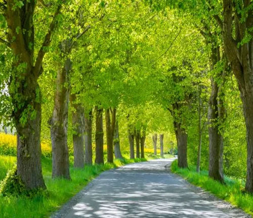 A serene country road flanked by a vibrant green tunnel of leafy trees in springtime