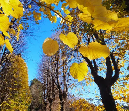 Bright yellow autumn leaves against a clear blue sky, with sunlight shining through.