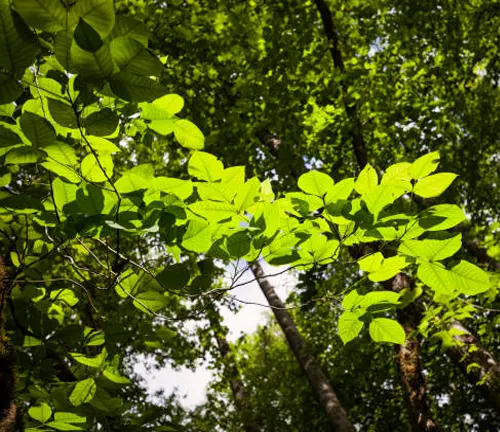 Sunlit green leaves against the backdrop of a dense forest canopy.