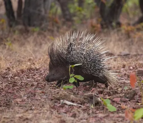 An Indian Porcupine strolling through the forest, showcasing its quills as a defense mechanism.