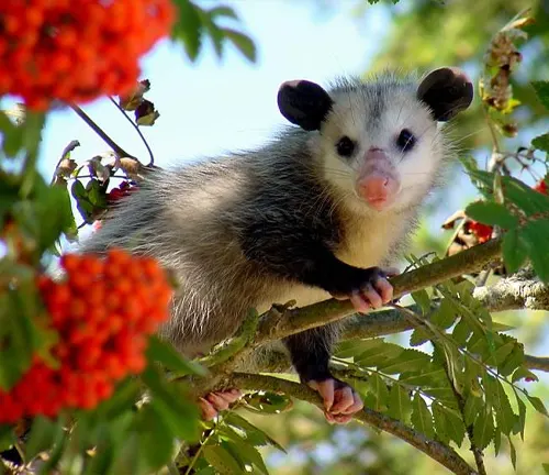 A small Common Opossum sitting in a tree with berries.