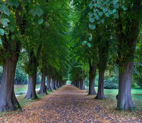 A serene tree-lined path with a carpet of fallen leaves, flanked by tall Tilia platyphyllos trees with lush green canopies