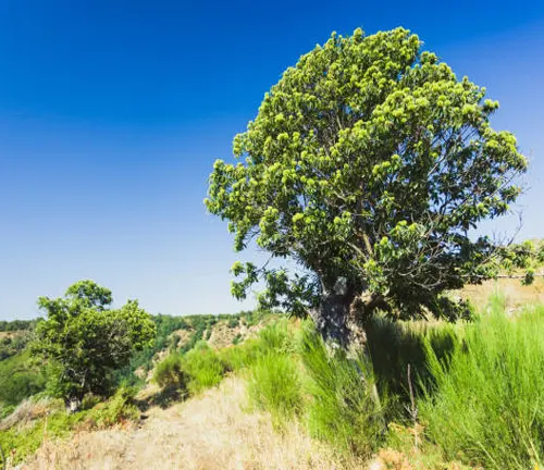 Lush green tree with a dense canopy on a hillside with tall grass and a clear blue sky in the background