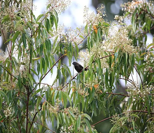 A small bird perched on a branch amid lush green leaves and white blossoms of a tree